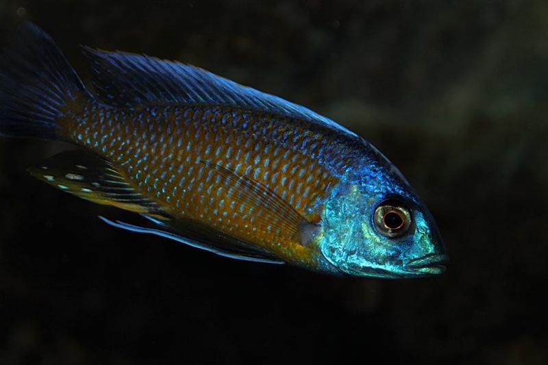 Copadichromis borleyi 'Namalenje Island'